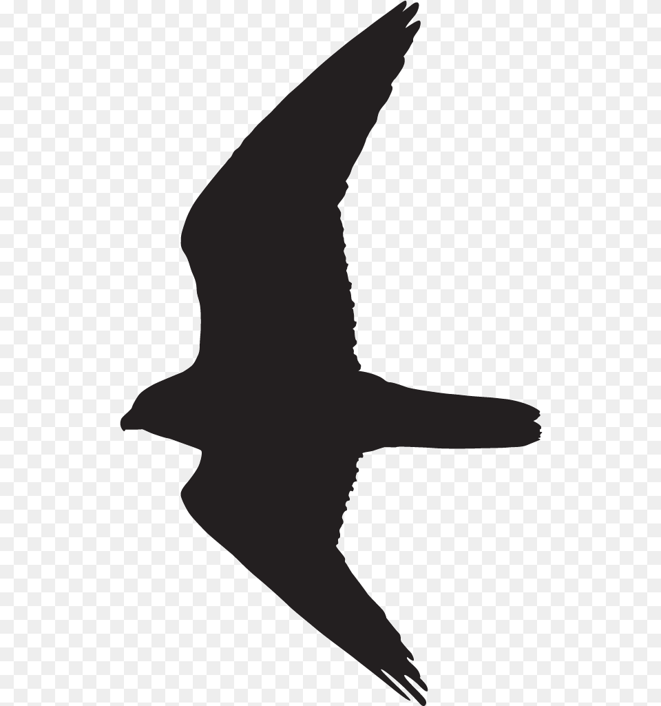 Peregrine Falcon Overview All About Birds Cornell Peregrine Falcon Flight Silhouette, Animal, Bird, Flying, Person Png Image