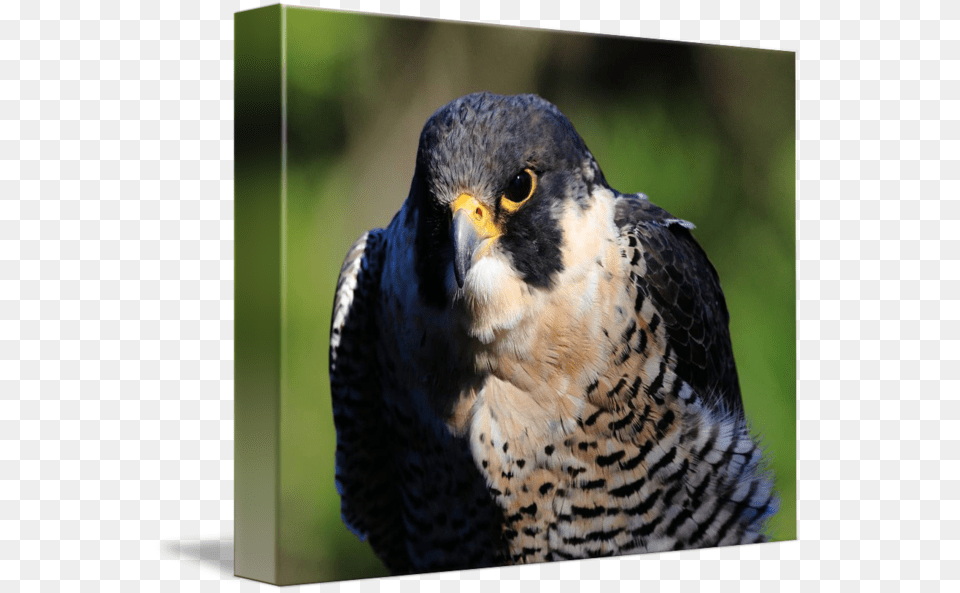 Peregrine Falcon Transparent Peregrine Falcon, Animal, Beak, Bird, Accipiter Free Png