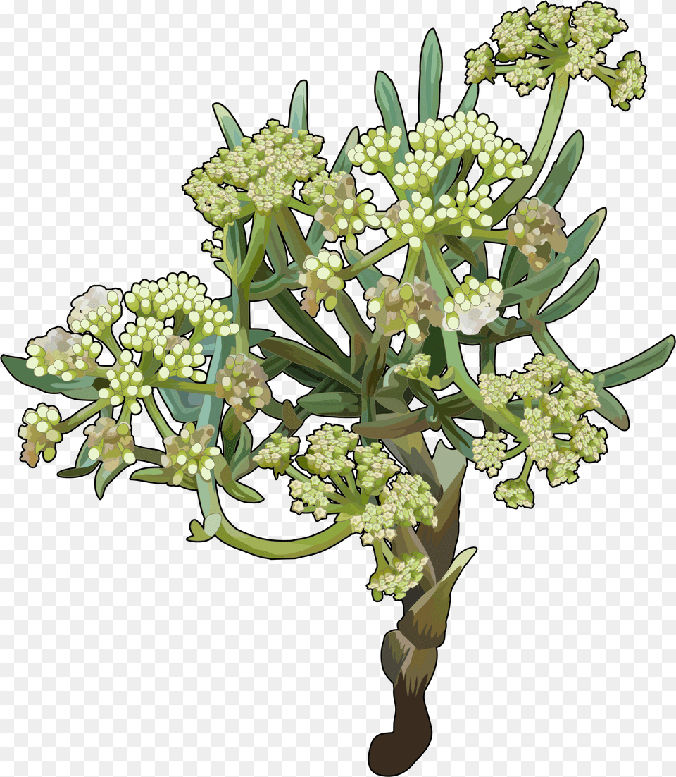 Perejil Del Mar Rock Samphires, Apiaceae, Plant, Flower, Flower Arrangement Png Image