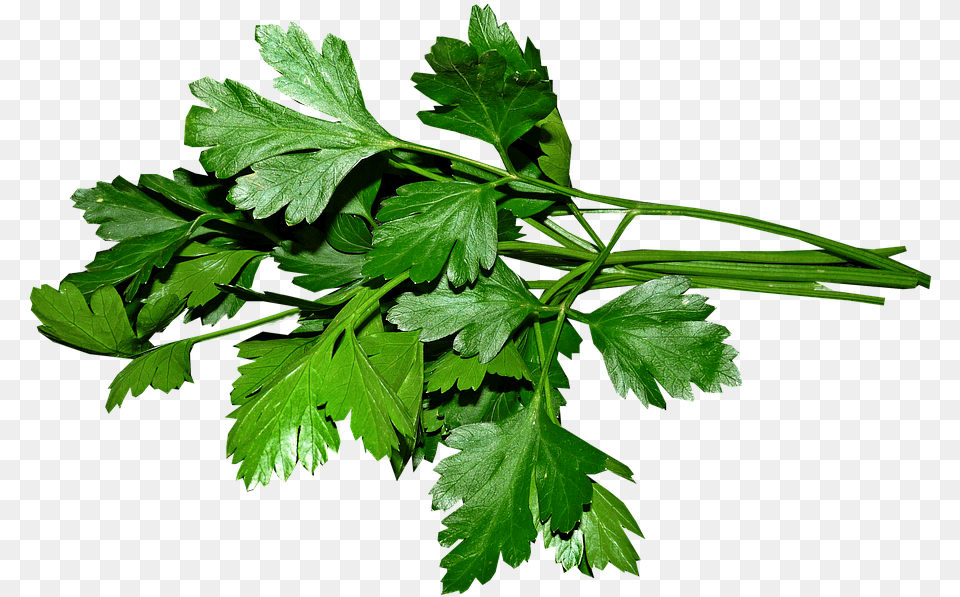 Perejil Hojas Cocinar Los Alimentos Hierbas Parsley, Herbs, Plant Free Transparent Png