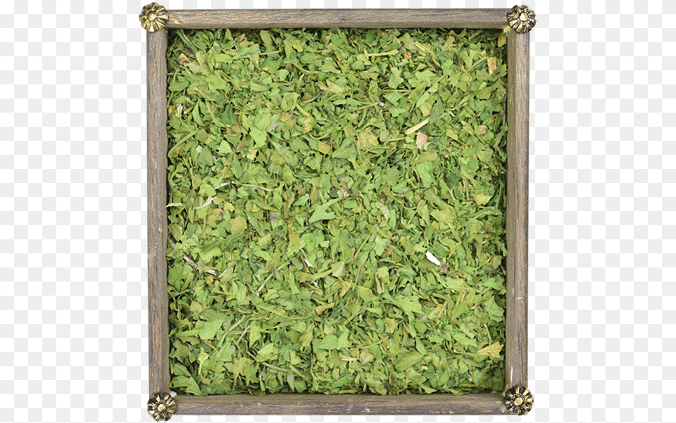 Perejil Picture Frame, Plant, Herbal, Herbs, Leaf Png Image