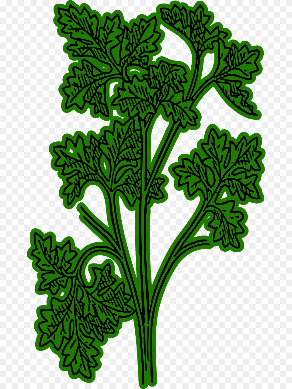 Perejil Verde Especia Perejil Francs Planta Parsley Clipart, Herbs, Plant, Herbal, Leaf Png