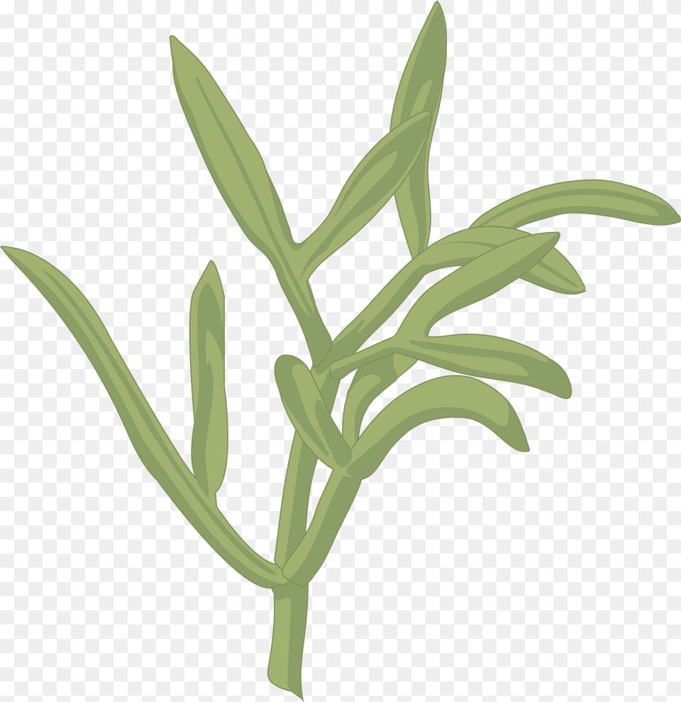 Perejl De Mar Illustration, Herbs, Plant, Grass, Herbal Free Transparent Png