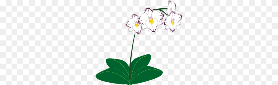 Perennial Clipart, Flower, Geranium, Plant, Anemone Free Png