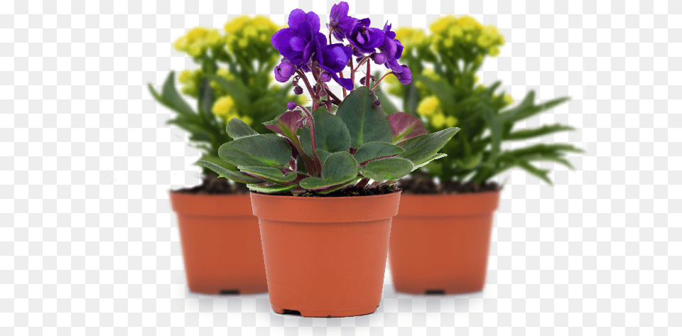 Perennial Flowers Visual Perception, Flower, Flower Arrangement, Geranium, Plant Free Png Download