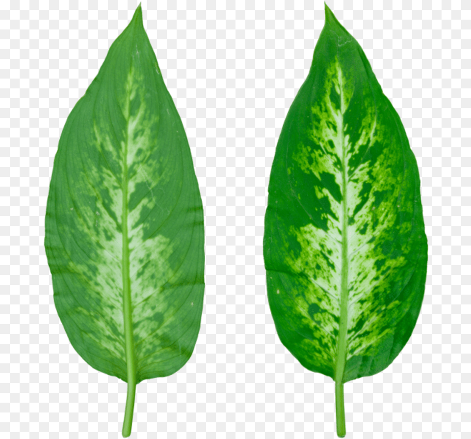 Perennial Plant, Leaf Free Png