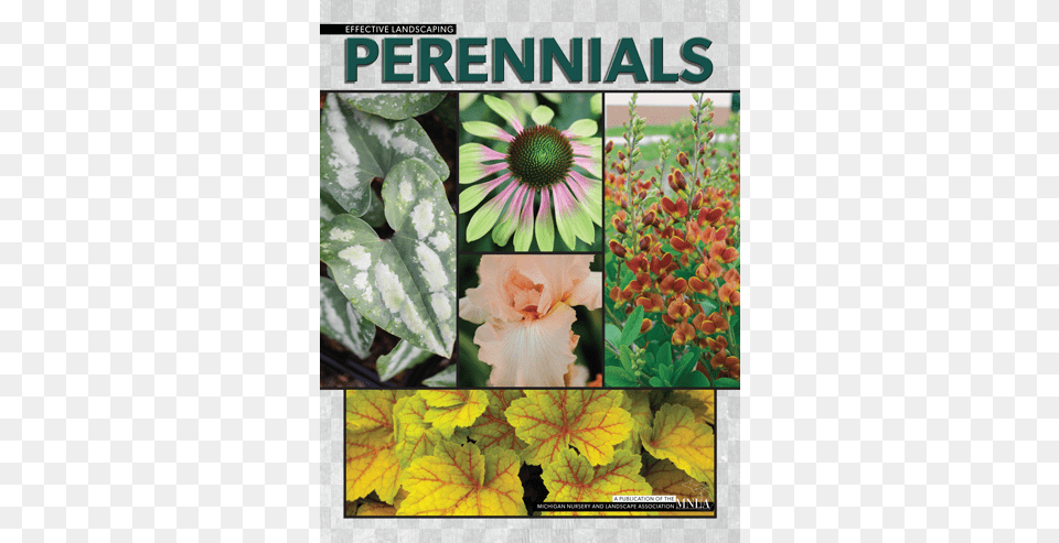 Perennials Amp Woody Ornamentals Booklets Available Mountain Garland, Art, Plant, Petal, Leaf Free Png Download