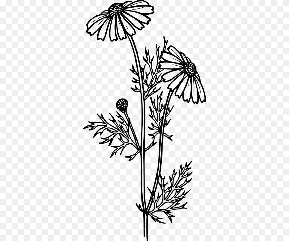 Perennials Black And White, Gray Png Image