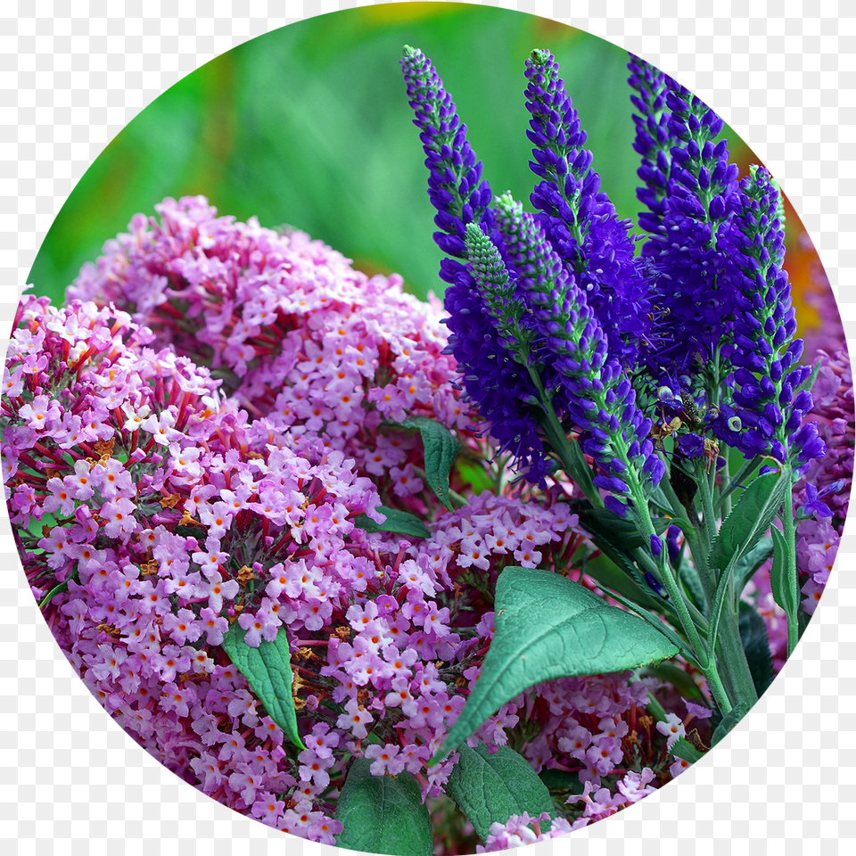Perennials Buddleia Buddleia, Flower, Plant, Purple, Lupin Free Png
