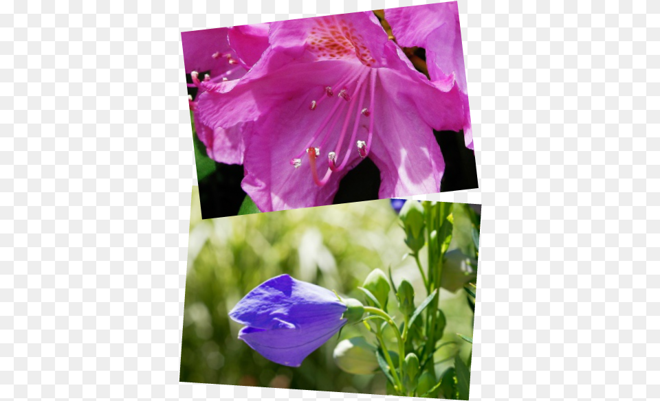 Perennials W Perennial Plant, Petal, Anther, Purple, Flower Free Transparent Png
