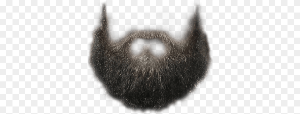 Perfect Hipster Beard Beard, Face, Head, Person, Snout Free Transparent Png