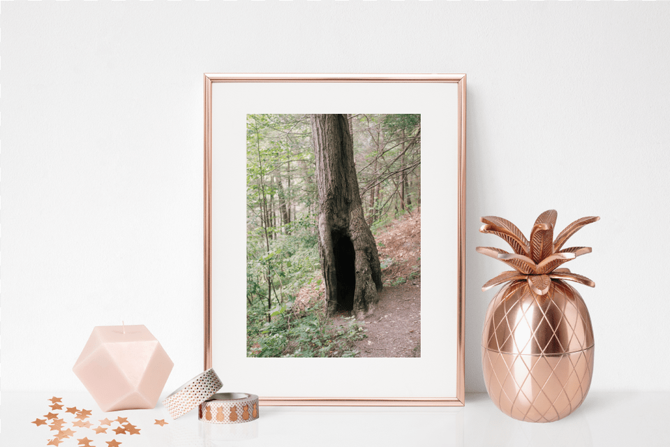 Perfect Setup For Prints Insect, Tape, Plant, Tree, Photo Frame Free Png