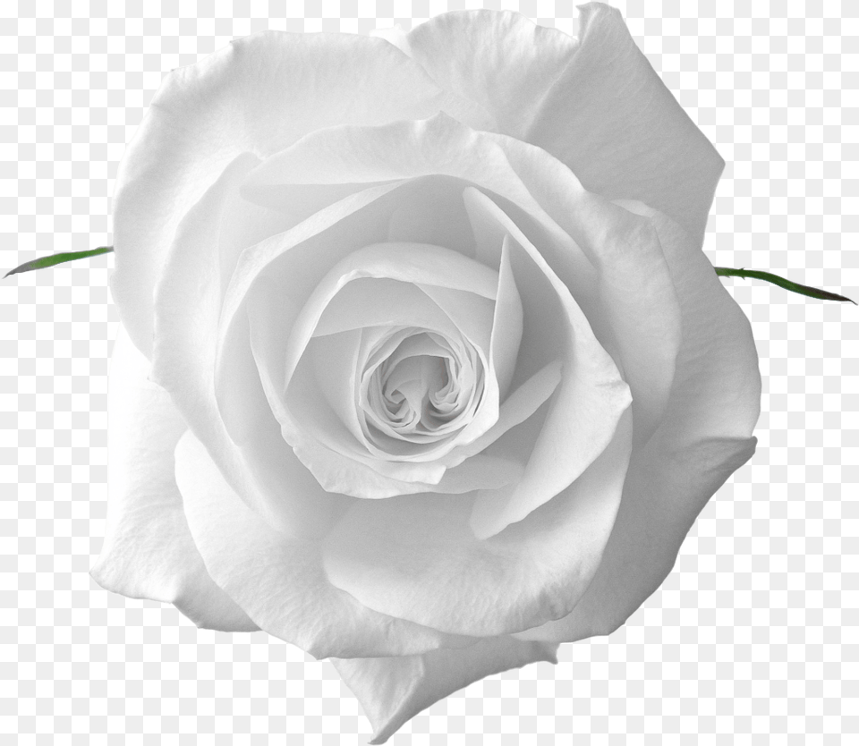 Perfect White Rose Flower Hd Beautiful Flowers White Roses Plant, Petal Free Transparent Png