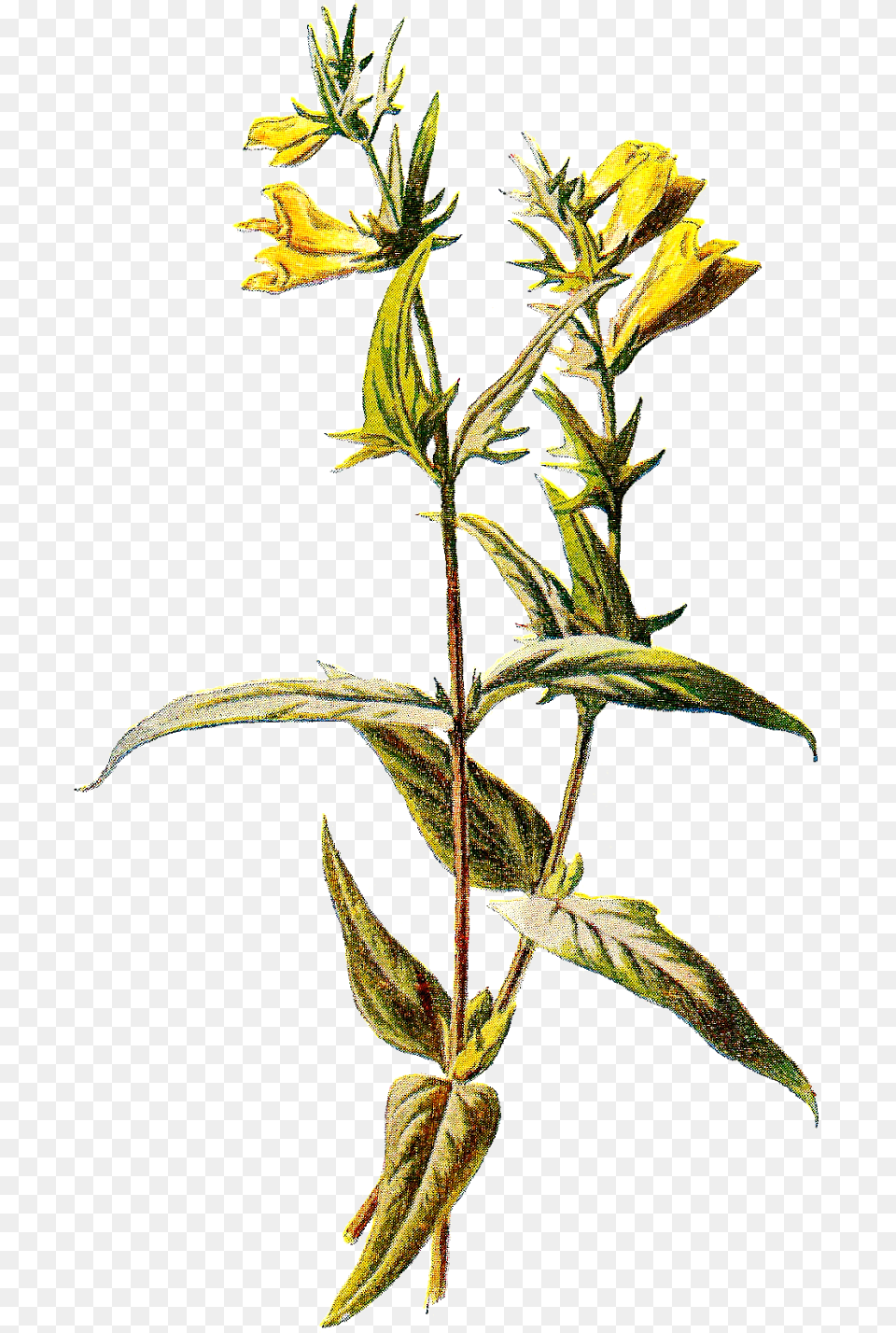 Perforate St John39s Wort, Acanthaceae, Flower, Grass, Plant Free Transparent Png