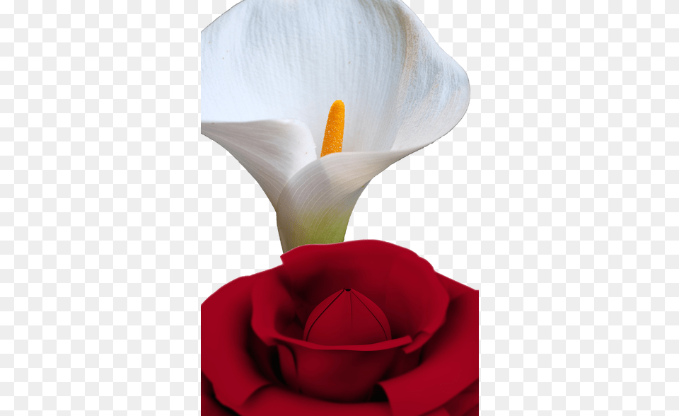 Perfume, Flower, Petal, Plant, Rose Free Transparent Png