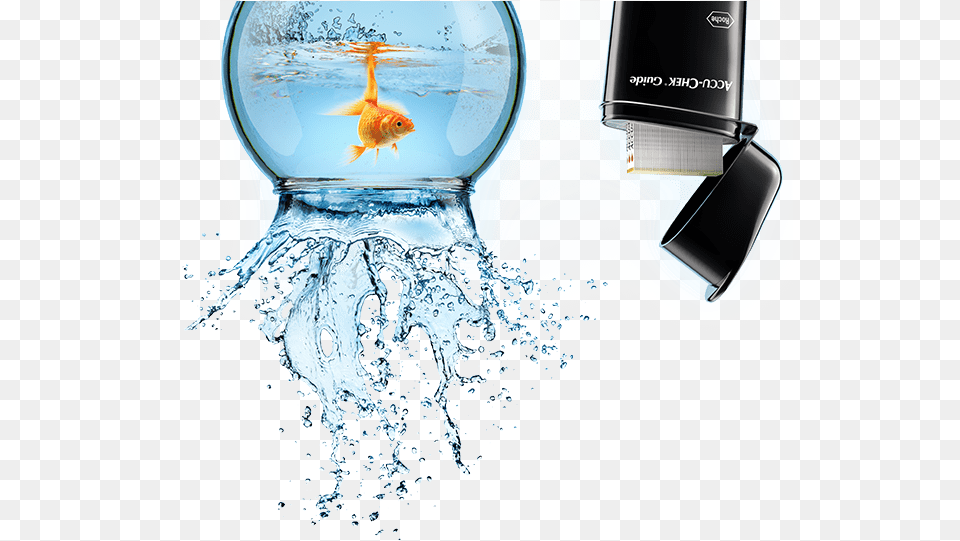Perfume, Animal, Sea Life, Fish Png Image