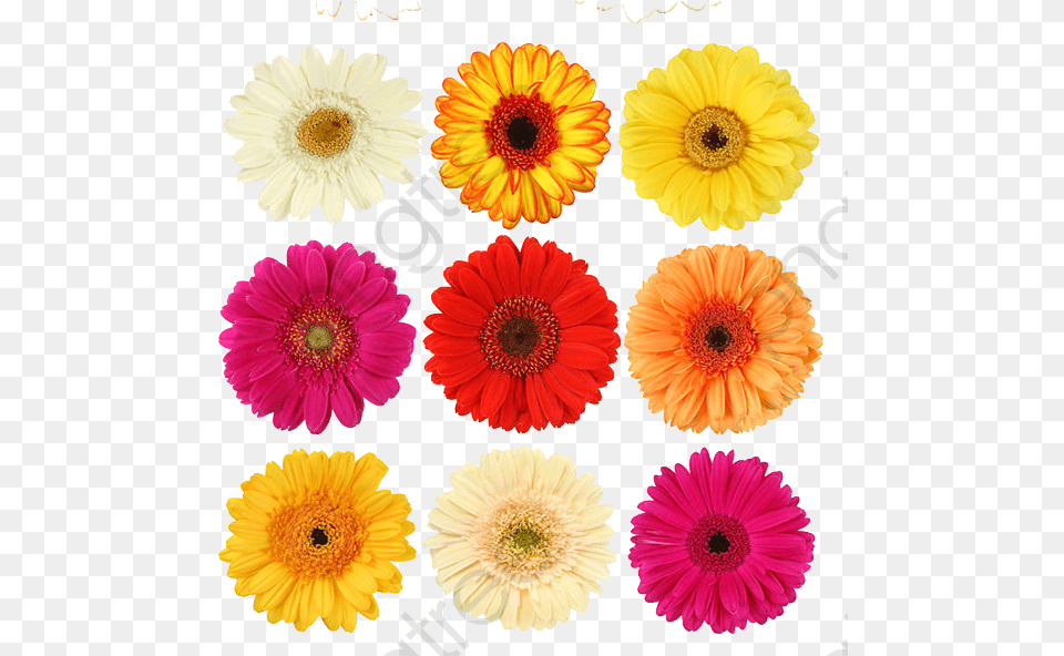 Perfume Clipart Daisy Margarida Flor In English, Anemone, Flower, Plant, Petal Free Png Download