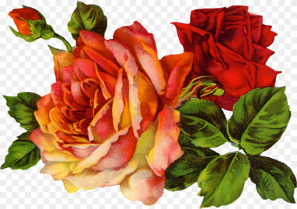 Perfumed Schumann Der Rose Pilgerfahrt Red Roses Vintage, Flower, Plant, Flower Arrangement, Flower Bouquet Free Png