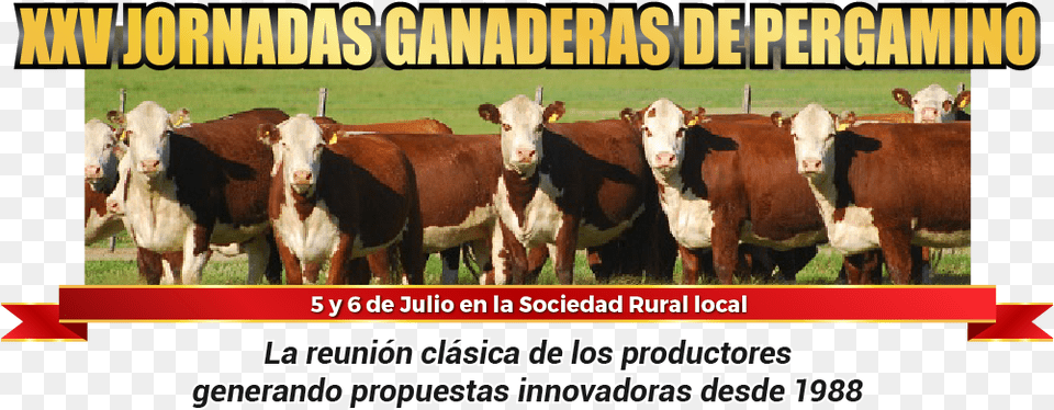 Pergamino Jornadas Ganaderas Pergamino 2018, Animal, Cattle, Cow, Livestock Free Png Download