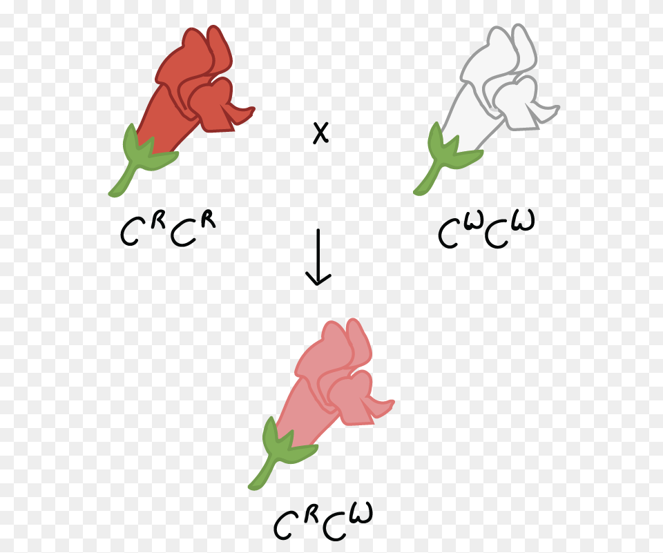 Period, Carnation, Flower, Plant, Baby Free Png