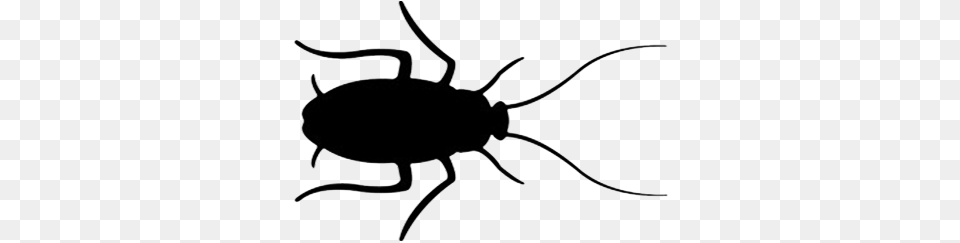 Periplaneta Americana Cucaracha Blanco Y Negro, Bow, Weapon, Animal, Cockroach Free Transparent Png