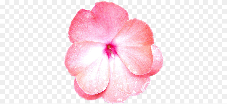 Periwinkle, Flower, Geranium, Petal, Plant Free Transparent Png