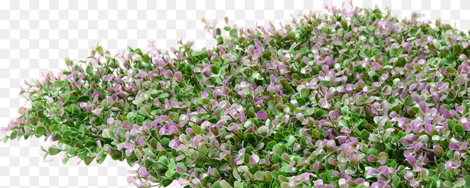 Periwinkle, Herbal, Herbs, Plant, Vegetation Free Png