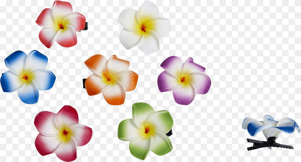 Periwinkle, Flower, Petal, Plant, Accessories Free Png Download