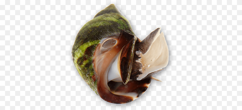 Periwinkle Snails Shell, Animal, Invertebrate, Sea Life, Seashell Free Transparent Png
