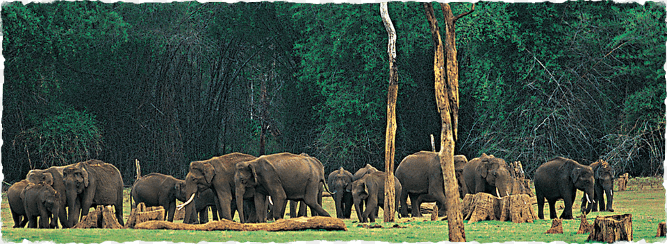 Periyar National Park In India, Animal, Outdoors, Nature, Herd Free Png Download