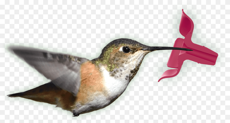 Perky Pet Topfill Hummingbird Feeders Hummingbird, Animal, Bird, Beak Free Png Download