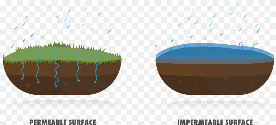 Permeable Vs Impermeable, Produce, Food, Vegetable, Plant Png Image