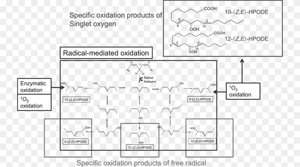 Peroxidation Products Of Linoleic Acid Diagram Free Png Download