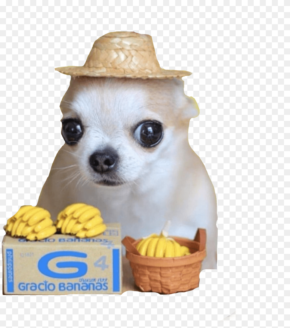 Perritos Freetoedit Chihuahua With Banana Hat, Produce, Plant, Fruit, Food Free Png Download