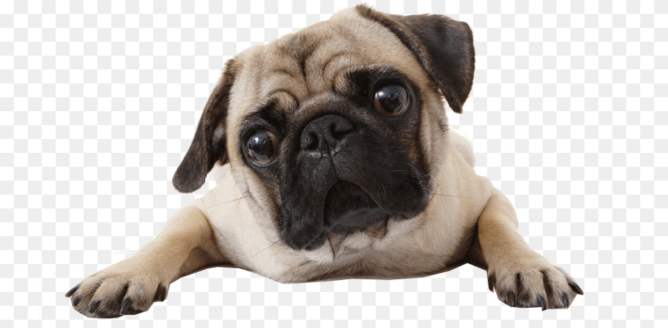 Perro And Pug Image Do Pugs Not Drugs, Animal, Canine, Dog, Mammal Free Png