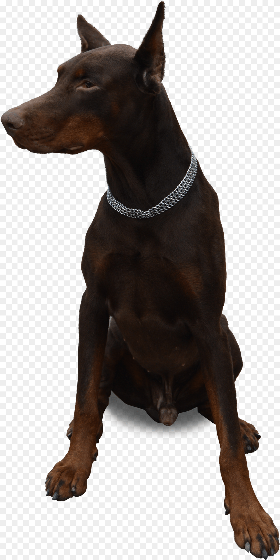 Perro Doberman, Accessories, Animal, Canine, Dog Free Png