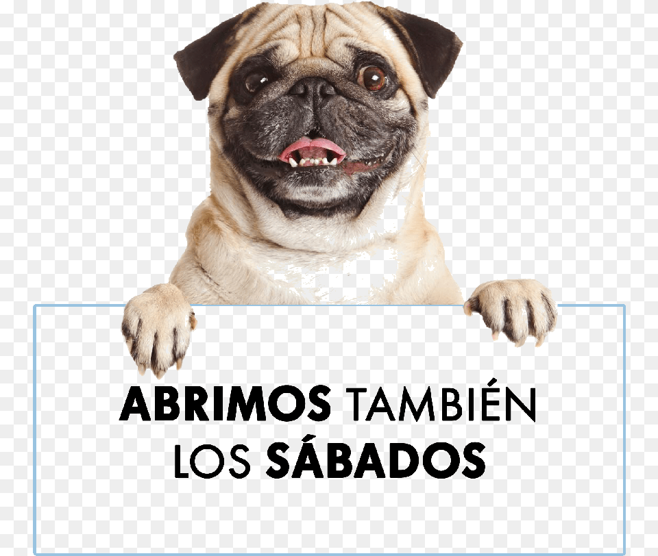 Perro Dog Anuncio Pug Holding A Sign, Animal, Canine, Mammal, Pet Free Transparent Png