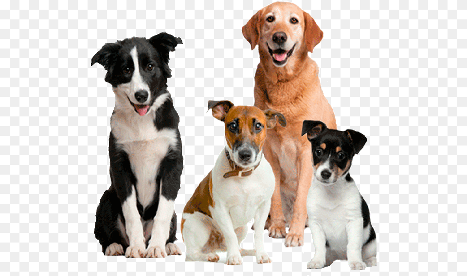 Perro En Adopcin Cute Dogs, Animal, Canine, Dog, Mammal Free Png Download