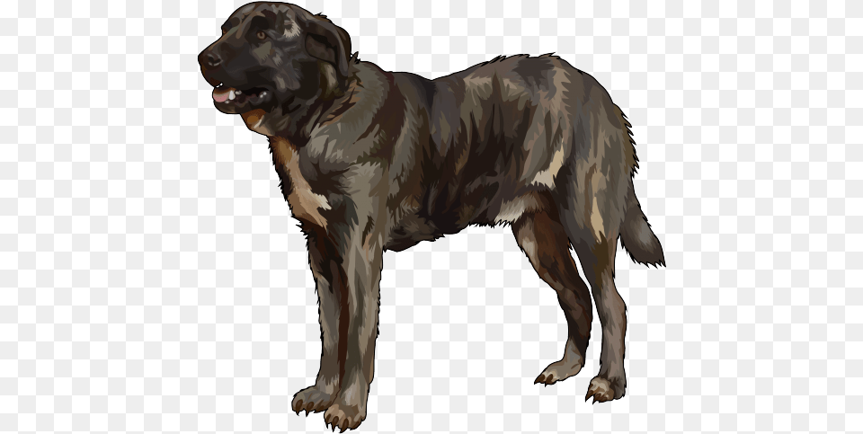 Perro Majorero Perro De Ganado Majorero, Animal, Canine, Dog, Mammal Free Transparent Png