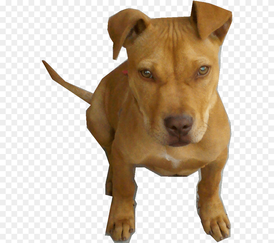 Perro Pitbull Bebe By Pngdetodotipo Perro Pitbull, Animal, Bulldog, Canine, Dog Free Transparent Png