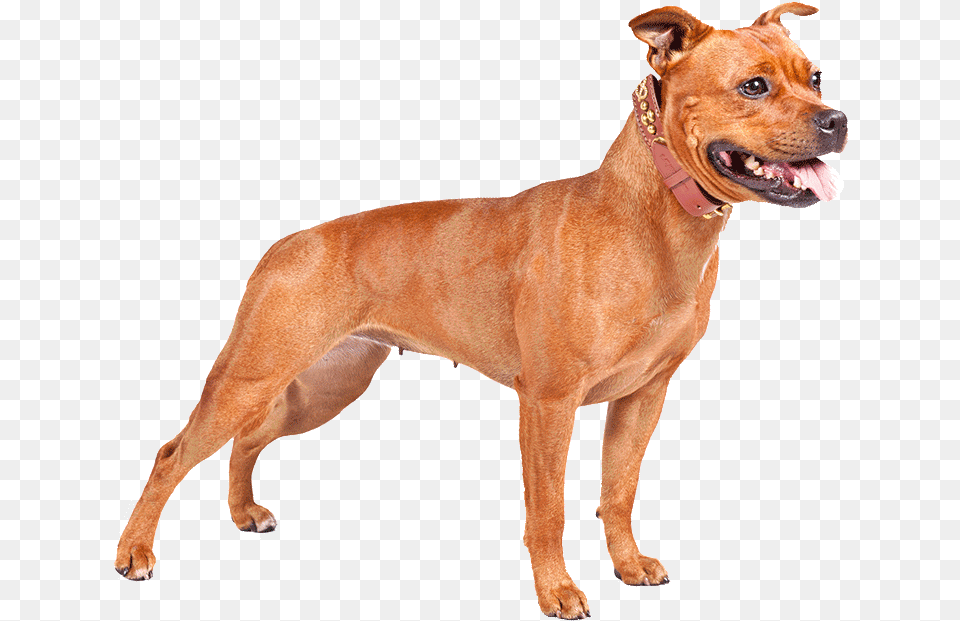Perro Pitbull Clip Art Library Download Staffordshire Bull Terrier Orange, Animal, Canine, Dog, Mammal Free Png