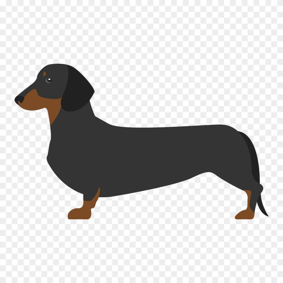 Perro Salchicha Image, Snout, Animal, Canine, Mammal Free Png Download