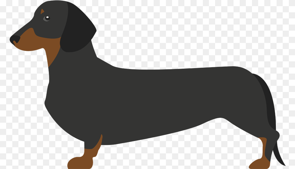 Perro Salchicha Perro Salchicha, Snout, Person Free Png Download