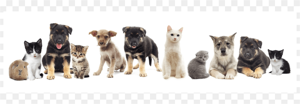 Perros Y Gatos Kitten, Animal, Canine, Dog, Mammal Free Transparent Png
