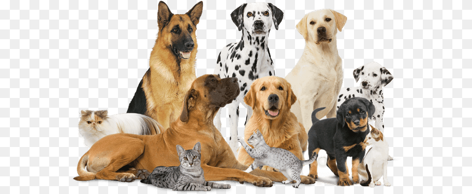 Perros Y Gatos Royal Canin Perros Y Gatos, Animal, Canine, Dog, Mammal Png Image