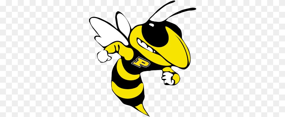 Perrysburg Yellow Jackets Hilmar High School Yellow Jacket, Animal, Bee, Insect, Invertebrate Png
