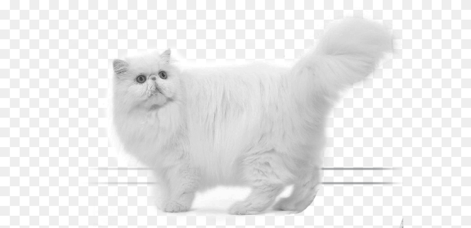 Persian Asian, Angora, Animal, Cat, Mammal Png