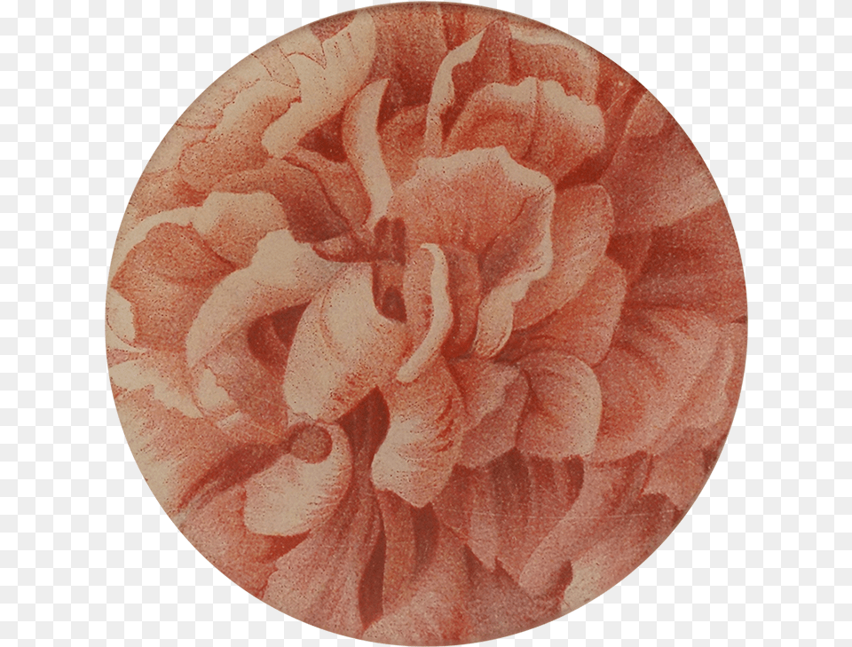Persian Buttercup, Carnation, Flower, Home Decor, Plant Free Png