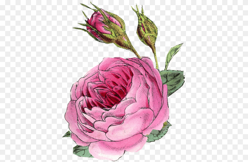 Persian Buttercup, Flower, Plant, Rose, Animal Png Image