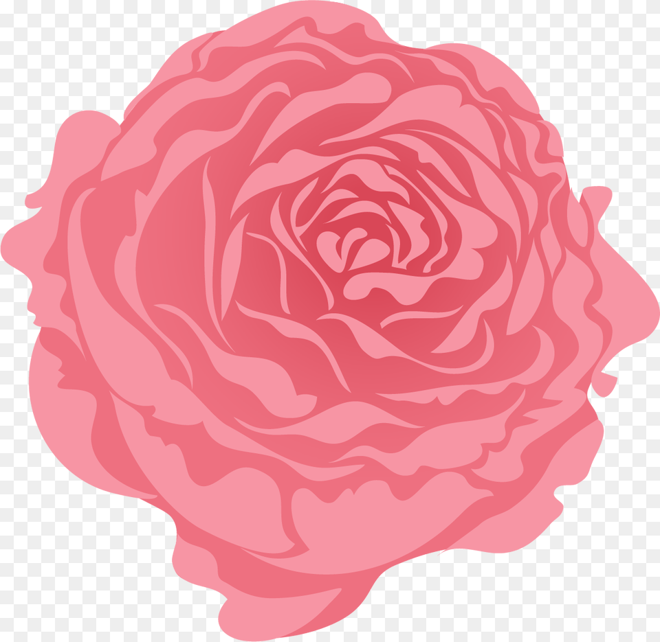 Persian Buttercup, Carnation, Flower, Plant, Rose Png